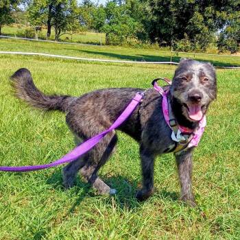 Aggie -  German Wirehaired Pointer and Irish Wolfhound Dog for Adoption in Houston, Texas - Aggie | PetCurious