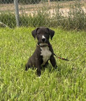 Ricochet -  Mixed Breed Dog for Adoption in Torrington, Wyoming - Ricochet | PetCurious