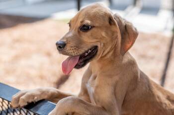 Broccoli -  Terrier Dog for Adoption in Hilton Head Island, South Carolina - Broccoli | PetCurious