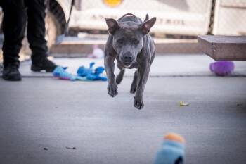 Sierra (Lady) -  Pit Bull Terrier Dog for Adoption in Twentynine Palms, California - Sierra (Lady) | PetCurious