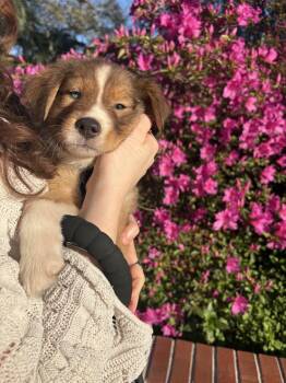 Foxhound Dogs Available for Adoption - Dove | PetCurious