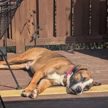 Coltrane -  Mixed Breed Dog for Adoption in Atlanta, Georgia - Coltrane | PetCurious