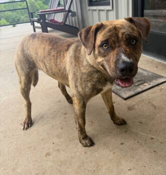 Rescue Mountain Cur and Pit Bull Terrier Dogs for Adoption in Lawrenceburg, Tennessee - Bentley | PetCurious