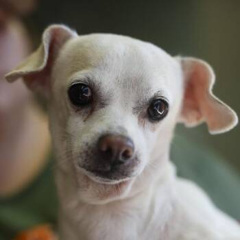 TAURUS -  Chihuahua Dog for Adoption in San Antonio, Texas - TAURUS | PetCurious