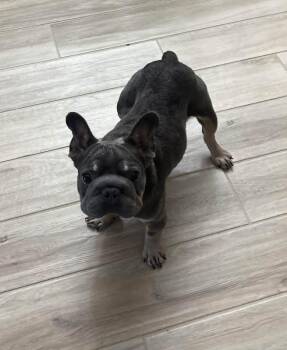 Kiki -  French Bulldog Dog for Adoption in Grant-Valkaria, Florida - Kiki | PetCurious