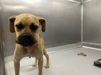 Rescue Boxer Dogs for Adoption in Oxford, North Carolina - Elisa | PetCurious