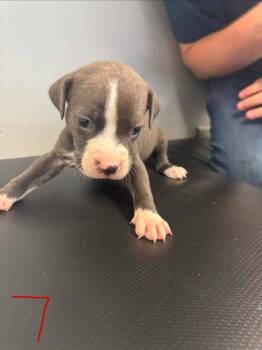Koda -  Mixed Breed Dog for Adoption in Albany, Georgia - Koda | PetCurious