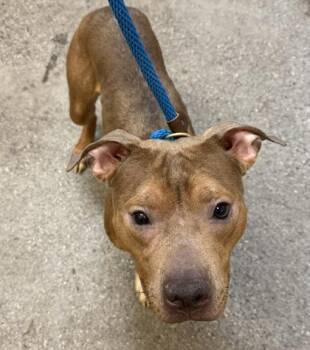 Pit Bull Terrier and Mixed Breed Dogs Available for Adoption - Suesi | PetCurious