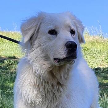Great Pyrenees Dogs Available for Adoption - Magnolia | PetCurious