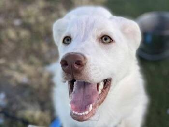 Rescue Mixed Breed Dogs for Adoption in Georgetown, Texas - Nilla | PetCurious