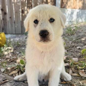 Great Pyrenees Dogs Available for Adoption in Agua Dulce, California - Yeti | PetCurious