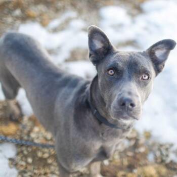 Mixed Breed Dogs Available for Adoption in Dover, New Hampshire - Milly Noon | PetCurious
