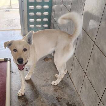 Akita and Shepherd Dogs Available for Adoption in Roanoke, Virginia - Balto | PetCurious