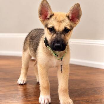 Mark Sloan -  Husky Dog for Adoption in Houston, Texas - Mark Sloan | PetCurious