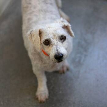 Lady (MY26-17) -  Bichon Frise Dog Available for Adoption in Peyton, Colorado - Lady (MY26-17) | PetCurious