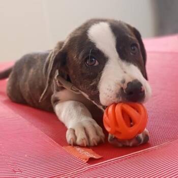 Catahoula Leopard Dog and Hound Dogs Available for Adoption in Houston, Texas - Clark - Sweet & Loving Rascal! | PetCurious
