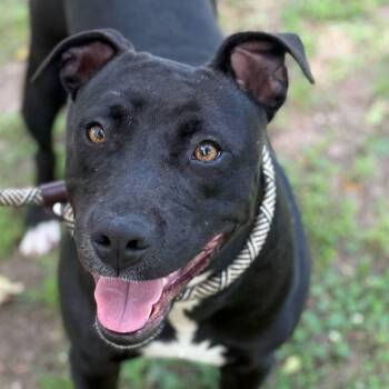 Rescue Pit Bull Terrier and Mixed Breed Dogs for Adoption in Livingston, Texas - Lilo | PetCurious