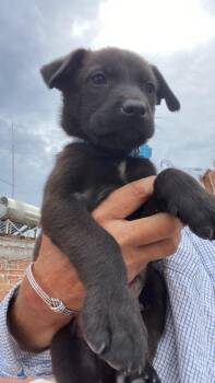 Marley -  Border Collie Dog for Adoption in Rollingwood, Texas - Marley | PetCurious