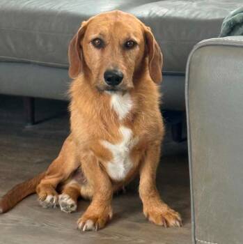 Herbie -  Airedale Terrier and Basset Hound Dog for Adoption in Mead, Colorado - Herbie | PetCurious