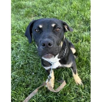 Marvelle - ECAS -  Rottweiler and Pit Bull Terrier Dog for Adoption in Pleasanton, California - Marvelle - ECAS | PetCurious
