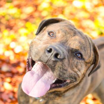 Rescue Mixed Breed Dogs for Adoption in Walker, Michigan - Spike | PetCurious