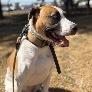 Rescue Husky Dogs for Adoption in Springfield, Missouri - Joey | PetCurious