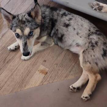 Skylar an Adorable 25 lb Girl Fostered North Grafton, MA. -  Australian Shepherd and Husky Dog for Adoption in Houston, Texas - Skylar An Adorable 25 Lb Girl Fostered North Grafton, MA. | PetCurious