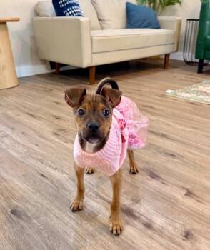 Bullseye Tootsie Toy Story -  Chihuahua and Miniature Pinscher Dog for Adoption in Friendswood, Texas - Bullseye Tootsie Toy Story | PetCurious