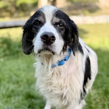 Bull -  Australian Cattle Dog Blue Heeler Dog for Adoption in Stafford Township, New Jersey - Bull | PetCurious