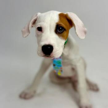 Rescue Hound and Labrador Retriever Dogs for Adoption in Alvin, Texas - Kelce | PetCurious