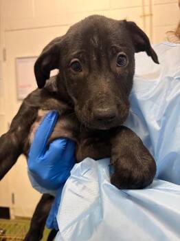 Labrador Retriever and Pit Bull Terrier Dogs Available for Adoption - Fondue | PetCurious