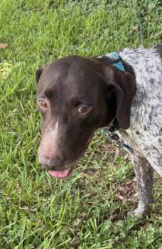Miller -  German Shorthaired Pointer Dog for Adoption in Louise, Texas - Miller | PetCurious