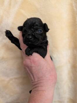 Chiweenie Dogs Available for Adoption in Pemberton Township, New Jersey - CAMILLE | PetCurious