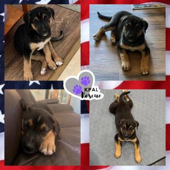 Liberty -  Mixed Breed Dog for Adoption in Kenai, Alaska - Liberty | PetCurious