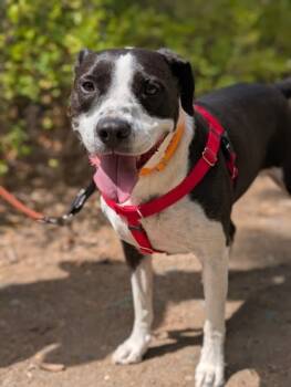 Rescue Pit Bull Terrier and Mixed Breed Dogs for Adoption in Yakima, Washington - Tux | PetCurious