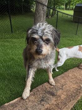 Schnauzer Dogs Available for Adoption in Kings Mountain, North Carolina - Merlin | PetCurious