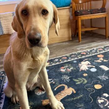 Cinderella -  Yellow Labrador Retriever and Mixed Breed Dog for Adoption in Blairsville, Georgia - Cinderella | PetCurious