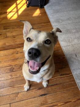Comet Lue Anne -  Shepherd and Mixed Breed Dog for Adoption in Friendswood, Texas - Comet Lue Anne | PetCurious