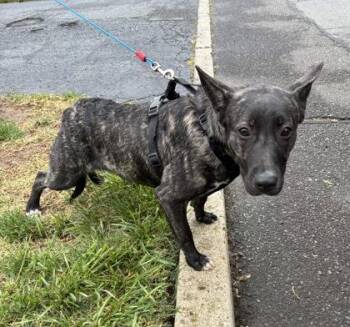 Mixed Breed and Cattle Dog Dogs Available for Adoption in Hamilton Township, New Jersey - Camilla | PetCurious