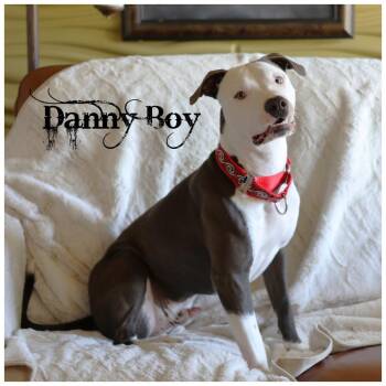Danny Boy -  Terrier Dog for Adoption in Sioux Falls, South Dakota - Danny Boy | PetCurious