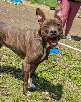 Pit Bull Terrier Dogs Available for Adoption in Chicago, Illinois - Spider | PetCurious