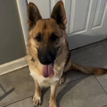 German Shepherd Dog Dogs Available for Adoption in South Elgin, Illinois - Hunter - Home To Home | PetCurious