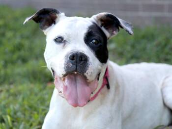 Lucy (AO36842) -  Boxer and Pit Bull Terrier Dog for Adoption in Kansas City, Kansas - Lucy (AO36842) | PetCurious