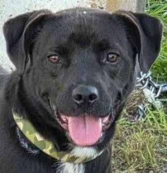 Sharky -  Labrador Retriever Dog for Adoption in Olean, New York - Sharky | PetCurious