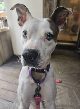 Rescue Mixed Breed Dogs for Adoption in Milton, Delaware - Pandora | PetCurious