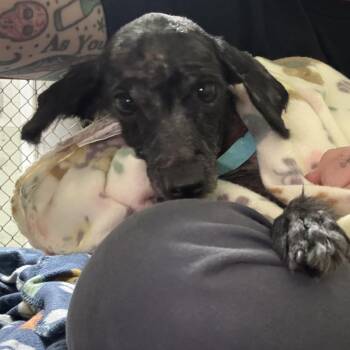 Hans -  Miniature Schnauzer Dog for Adoption in Eureka Springs, Arkansas - Hans | PetCurious