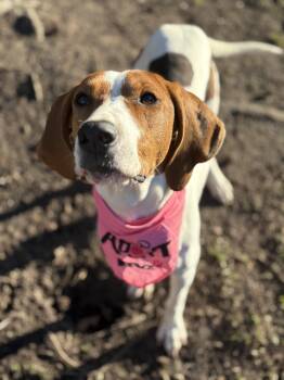 Treeing Walker Coonhound Dogs Available for Adoption - Mango  | PetCurious