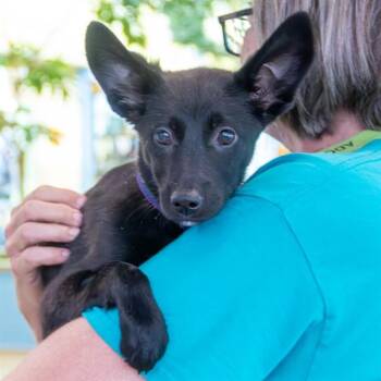 German Shepherd Dog and Mixed Breed Dogs Available for Adoption in St. Louis, Missouri - OAKLEY | PetCurious