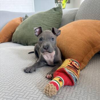 Ronald "Ronnie" -  Pit Bull Terrier Dog for Adoption in Martinez, California - Ronald "Ronnie" | PetCurious