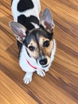 Strawberry -  Corgi and Dachshund Dog for Adoption in Colorado Springs, Colorado - Strawberry | PetCurious